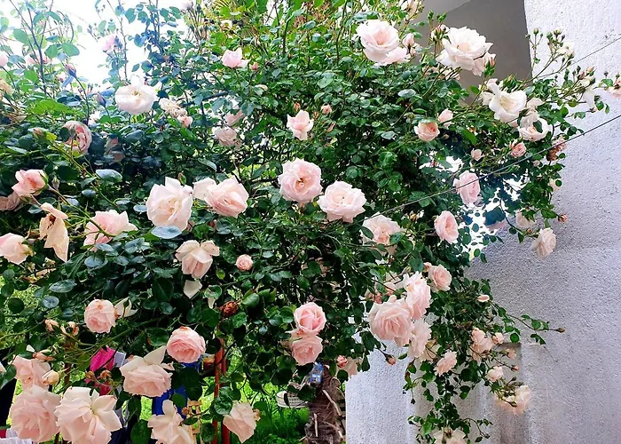 Kero New Value 2023 Fully Ac Poreč