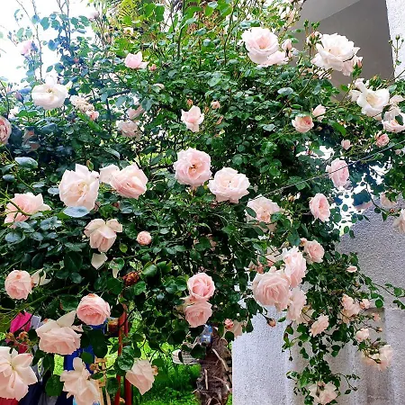 Kero New Value 2023 Fully Ac Poreč